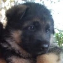 Adrian Nicolaescu avatar