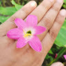 Mumtahina Parvin avatar