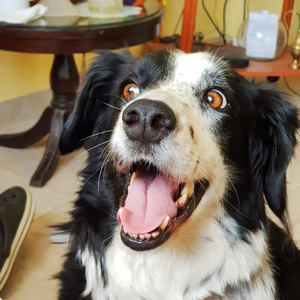 Francisco  Vozzi avatar