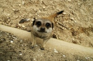 Felipe Alvarez avatar