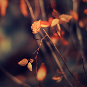 bichith k cherian avatar