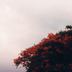 Rafi Alvanzah avatar