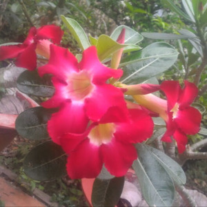 Phúc Tạ avatar
