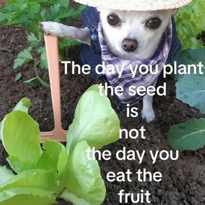 User portfolio avatar