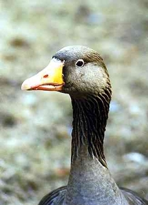 Tomasz Krauzy avatar