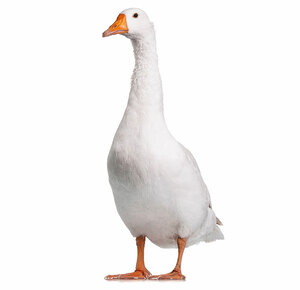 Paweł Ambmbroszczyk avatar