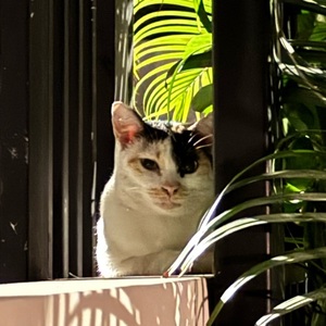 Suparada Tungkhanitanont avatar