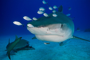 Julie Barrett avatar