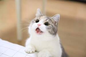 Kittikawin Pawabut avatar