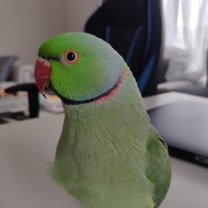 Eyüp Tolunay avatar