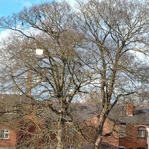 User portfolio avatar