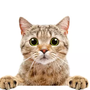 Duo Wai-Chi Wong avatar