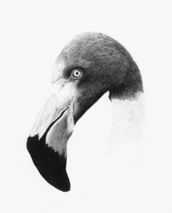 ALI ALTHIAB avatar