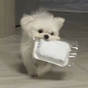 Pau Reig Requena avatar