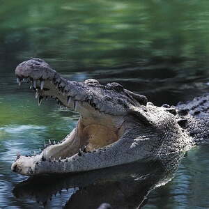Maciej Kuczek avatar