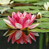 Anupa Paudel avatar