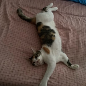 Thongthai RUJIWETWONG avatar