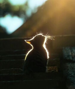 Hạ Ngô Nguyễn Nhật avatar