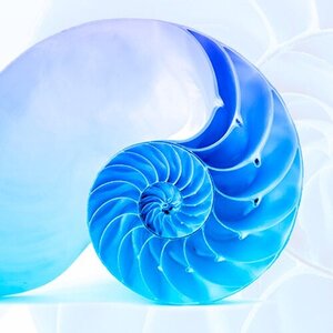G. Camerlingo avatar