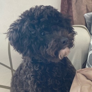 Theresia Trinity avatar