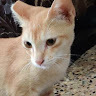 Sujay Kumar avatar