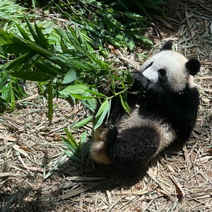 Pan LIU Avatar
