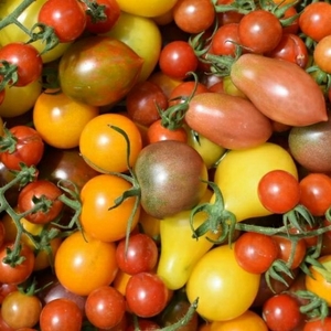 User portfolio avatar