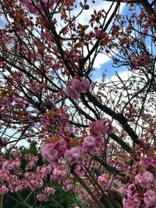 Ecem Gunhar Akuras avatar