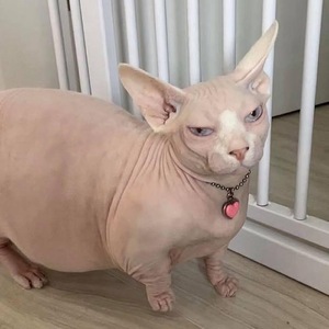 Kaweewat Phakawatsirikul avatar