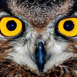 Natalio Sánchez avatar