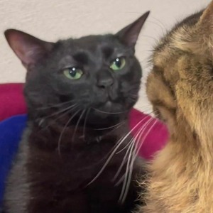 Ishmam  Bin Rofi avatar