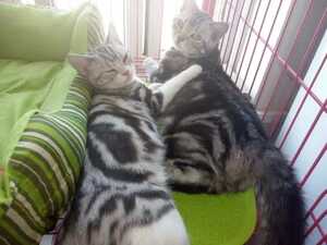 Shanlong Ding Avatar