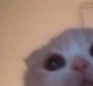 User portfolio avatar