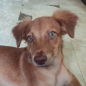 Marl Louie T. Francisco