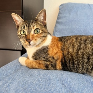 User portfolio avatar