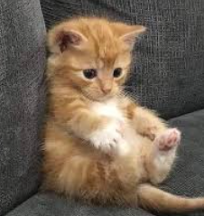 Ignacio Andrés Schwindt Avatar